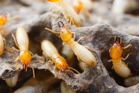 Termites in colorado. Things To Know About Termites in colorado. 
